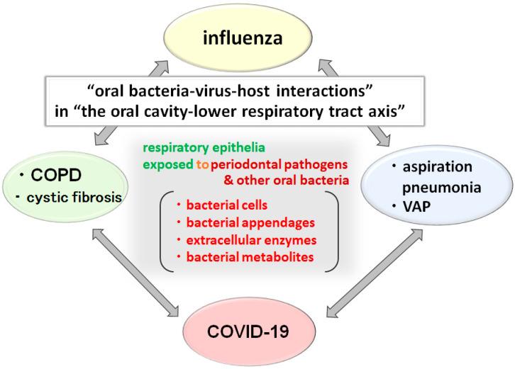 https://cdn.ncbi.nlm.nih.gov/pmc/blobs/715b/8235682/1395d6a7edb8/ijms-22-06527-g007.jpg