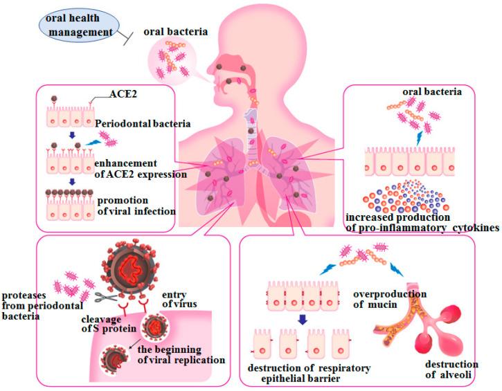 https://cdn.ncbi.nlm.nih.gov/pmc/blobs/715b/8235682/5b801380192d/ijms-22-06527-g006.jpg
