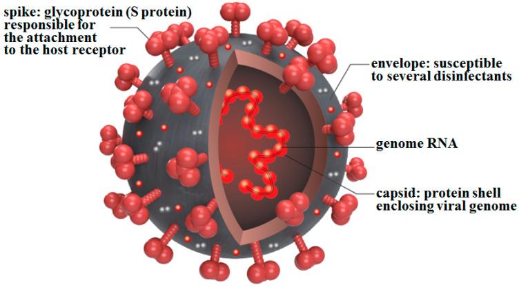 https://cdn.ncbi.nlm.nih.gov/pmc/blobs/715b/8235682/6b2ab1d01e4b/ijms-22-06527-g001.jpg