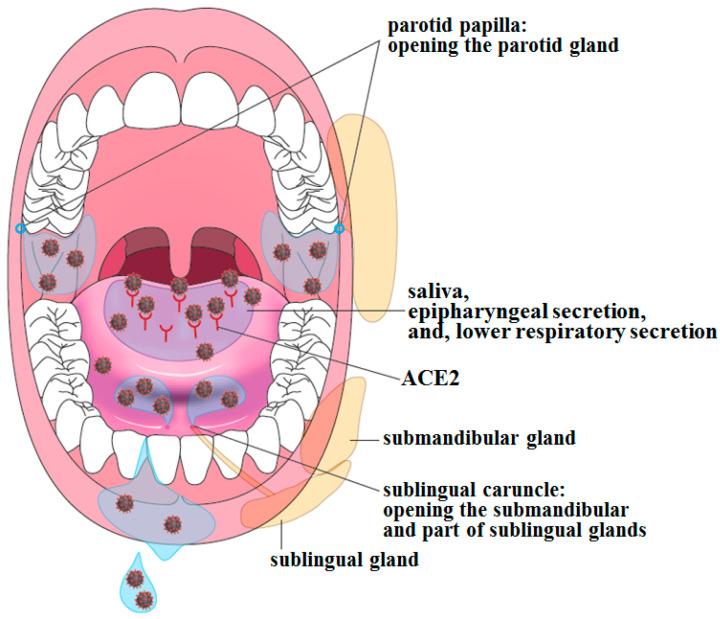 https://cdn.ncbi.nlm.nih.gov/pmc/blobs/715b/8235682/8a2264290c9e/ijms-22-06527-g004.jpg
