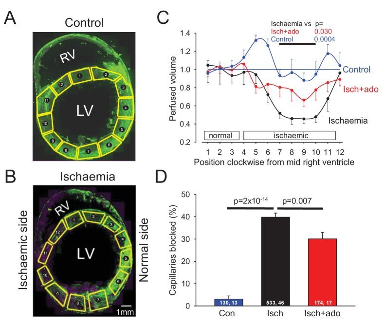 https://cdn.ncbi.nlm.nih.gov/pmc/blobs/715d/5705208/2cf5556a4379/elife-29280-fig2.jpg