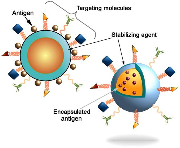 https://cdn.ncbi.nlm.nih.gov/pmc/blobs/715d/6180194/faf51c0d74c2/fimmu-09-02224-g0001.jpg