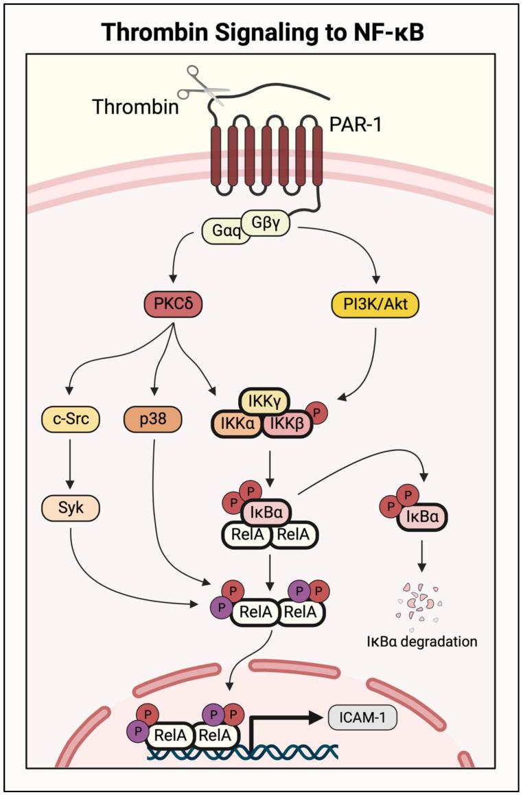 https://cdn.ncbi.nlm.nih.gov/pmc/blobs/715f/9601210/5e9b72cda4dc/cells-11-03317-g007.jpg