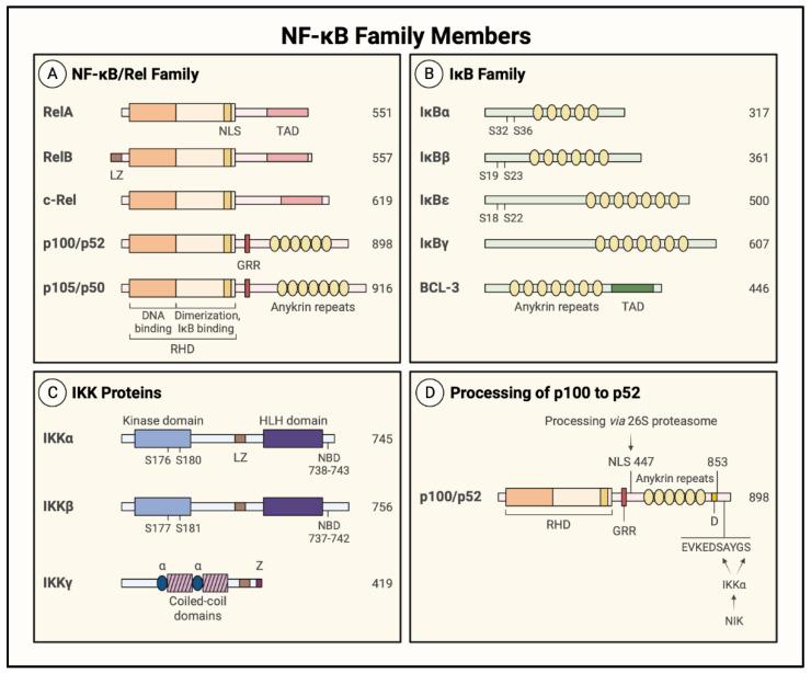 https://cdn.ncbi.nlm.nih.gov/pmc/blobs/715f/9601210/9a077a534923/cells-11-03317-g005.jpg
