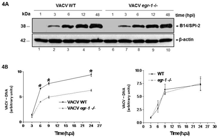 https://cdn.ncbi.nlm.nih.gov/pmc/blobs/7163/5923434/681bdd4e7d52/viruses-10-00140-g004.jpg