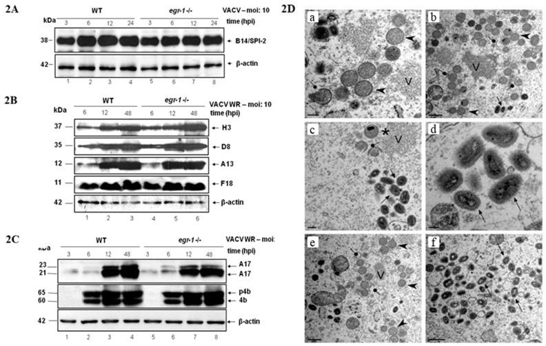 https://cdn.ncbi.nlm.nih.gov/pmc/blobs/7163/5923434/f6701dbb8a27/viruses-10-00140-g002.jpg