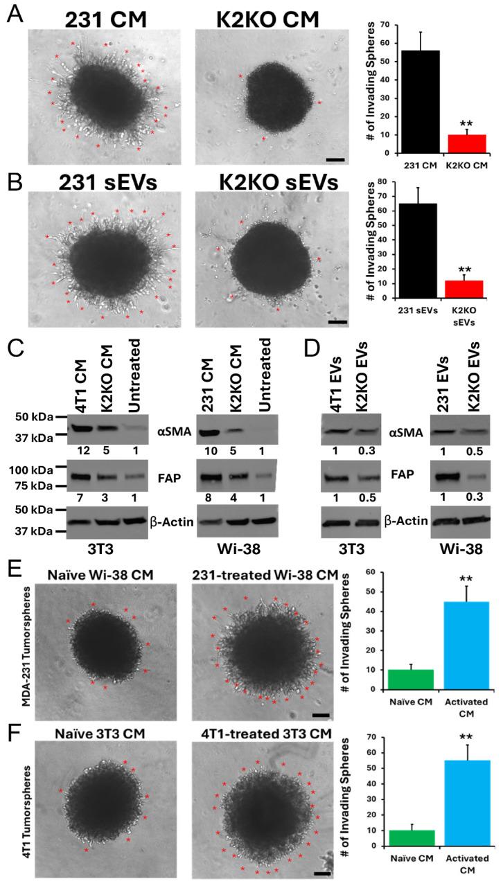 https://cdn.ncbi.nlm.nih.gov/pmc/blobs/7165/12248540/1e75e6288349/cells-14-01034-g002.jpg