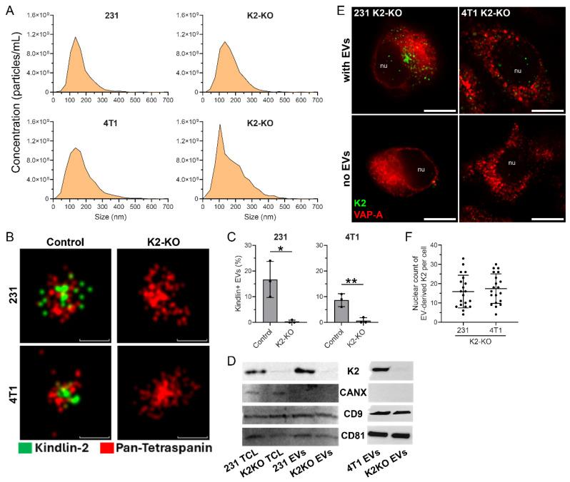 https://cdn.ncbi.nlm.nih.gov/pmc/blobs/7165/12248540/370519fcc6d1/cells-14-01034-g001.jpg