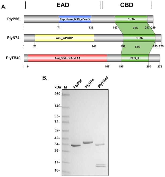 https://cdn.ncbi.nlm.nih.gov/pmc/blobs/7165/5977269/e6e6b45a26c1/viruses-10-00276-g002.jpg