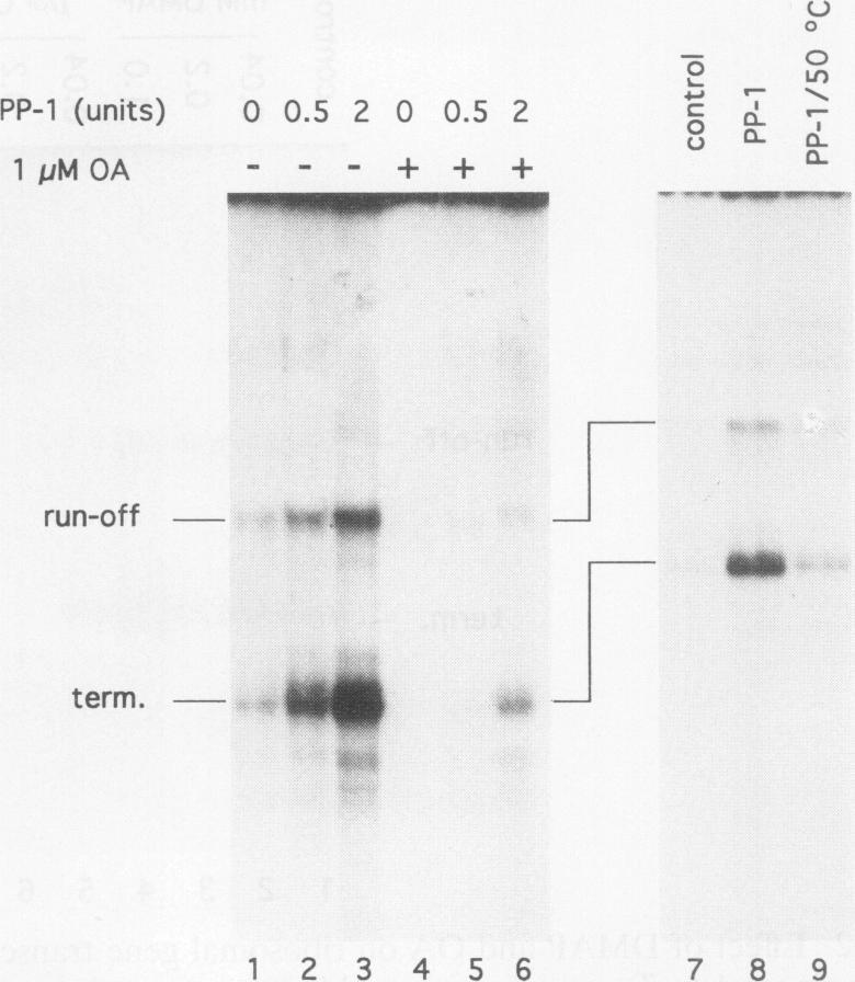 https://cdn.ncbi.nlm.nih.gov/pmc/blobs/7166/358561/7fddf1dc1da7/molcellb00003-0496-a.jpg