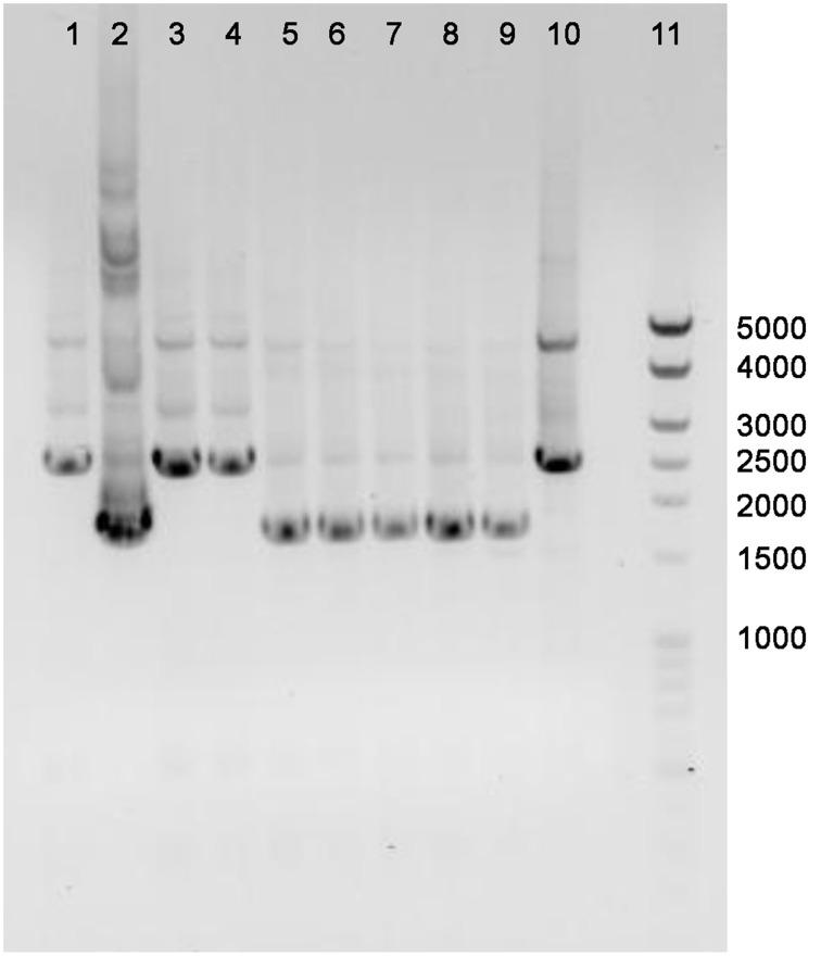https://cdn.ncbi.nlm.nih.gov/pmc/blobs/7169/4389544/cb28081eb7f8/fmicb-06-00251-g0001.jpg