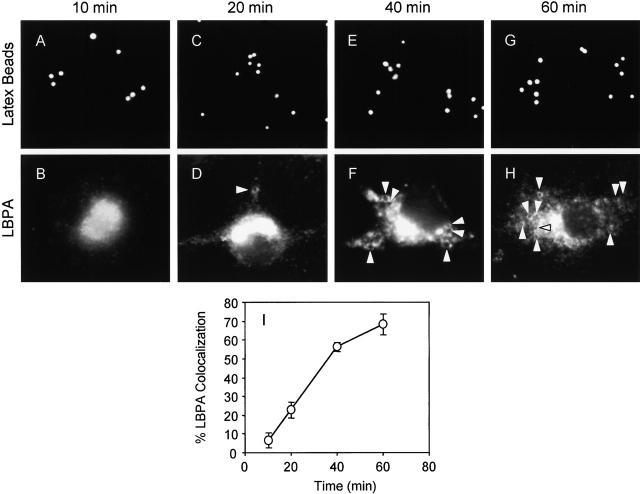 https://cdn.ncbi.nlm.nih.gov/pmc/blobs/716a/2196432/aeda28894e51/0106049f4.jpg