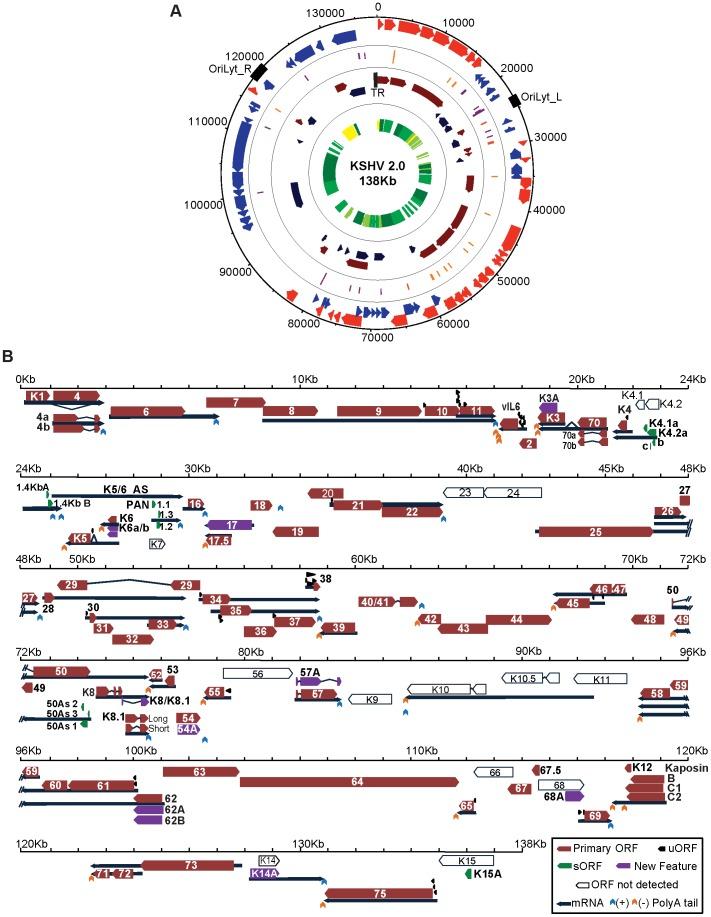 https://cdn.ncbi.nlm.nih.gov/pmc/blobs/716d/3894221/ec2b5c71e9cf/ppat.1003847.g002.jpg