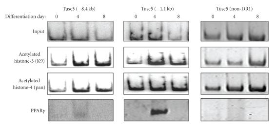 https://cdn.ncbi.nlm.nih.gov/pmc/blobs/716e/2830574/f0d3f890bec8/PPAR2009-867678.002.jpg