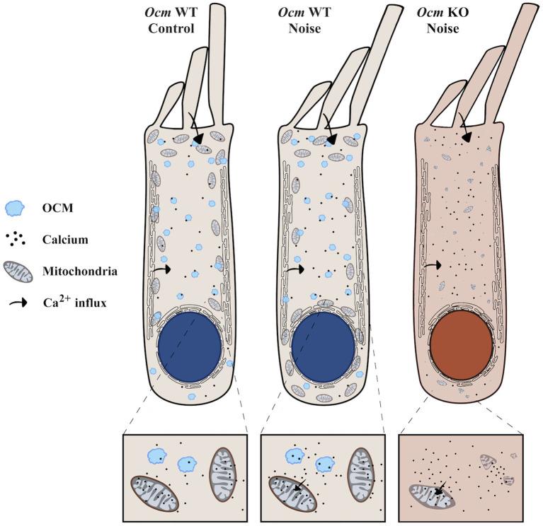 https://cdn.ncbi.nlm.nih.gov/pmc/blobs/7172/11537894/a8ef3a1e827b/fneur-15-1435749-g008.jpg