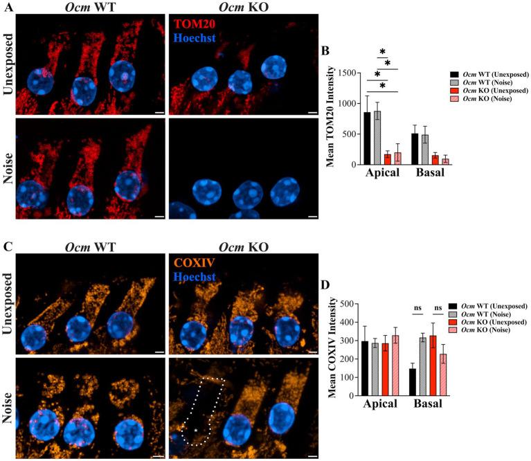 https://cdn.ncbi.nlm.nih.gov/pmc/blobs/7172/11537894/cb65f771ce5c/fneur-15-1435749-g005.jpg