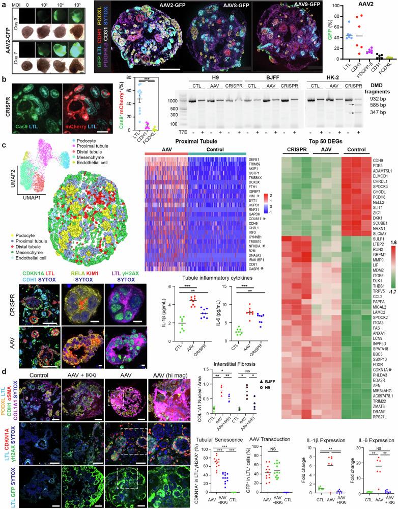 https://cdn.ncbi.nlm.nih.gov/pmc/blobs/7175/12332185/73f929f87330/41392_2025_2336_Fig1_HTML.jpg