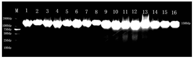 https://cdn.ncbi.nlm.nih.gov/pmc/blobs/7177/12388837/e13fcc6ad6a4/microorganisms-13-01767-g002.jpg