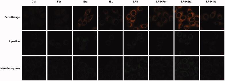 https://cdn.ncbi.nlm.nih.gov/pmc/blobs/7178/8604484/28cb6159f832/IRNF_A_2003208_F0003_C.jpg
