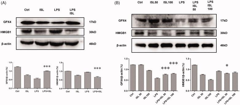 https://cdn.ncbi.nlm.nih.gov/pmc/blobs/7178/8604484/89ecb984745e/IRNF_A_2003208_F0006_C.jpg