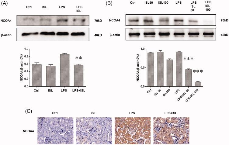 https://cdn.ncbi.nlm.nih.gov/pmc/blobs/7178/8604484/c6bff010a0bd/IRNF_A_2003208_F0007_C.jpg
