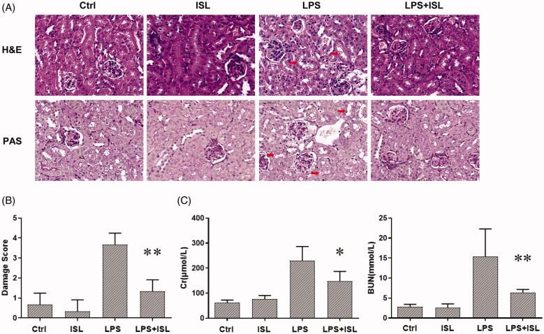 https://cdn.ncbi.nlm.nih.gov/pmc/blobs/7178/8604484/e07a3b153cb1/IRNF_A_2003208_F0001_C.jpg