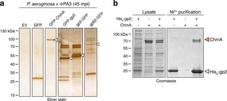 https://cdn.ncbi.nlm.nih.gov/pmc/blobs/7179/10643120/f546138a2076/41594_2023_1094_Fig10_ESM.jpg