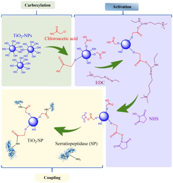 https://cdn.ncbi.nlm.nih.gov/pmc/blobs/717a/11508812/06b98c2bd9ca/jfb-15-00300-g005.jpg
