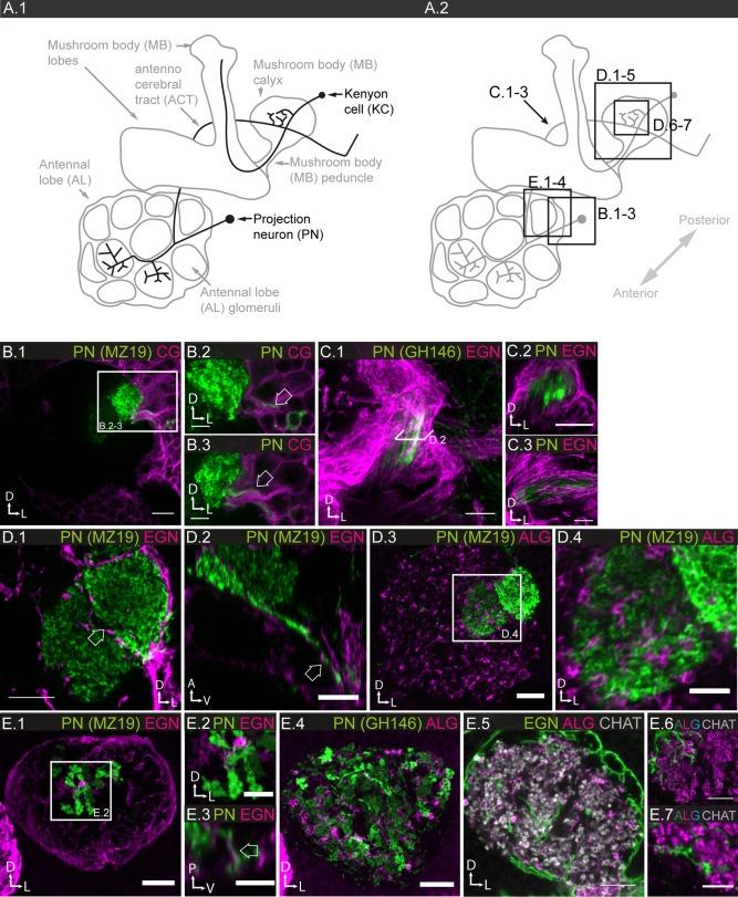https://cdn.ncbi.nlm.nih.gov/pmc/blobs/717b/5324652/14006d870d01/GLIA-65-606-g015.jpg