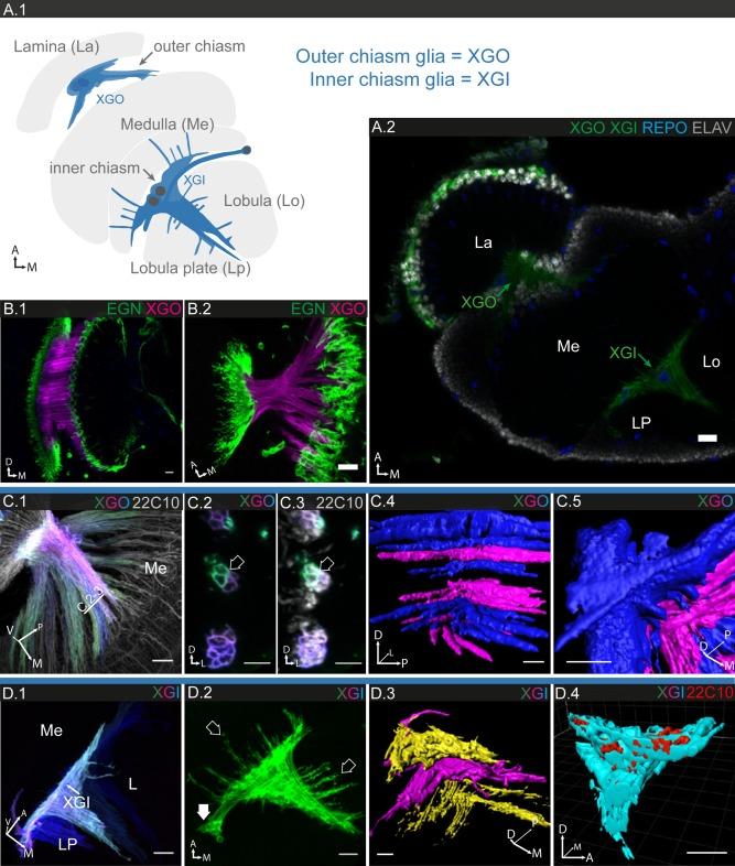 https://cdn.ncbi.nlm.nih.gov/pmc/blobs/717b/5324652/c9dfa2e2de63/GLIA-65-606-g012.jpg