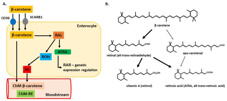 https://cdn.ncbi.nlm.nih.gov/pmc/blobs/7182/8157347/be652add7f3a/nutrients-13-01703-g003.jpg