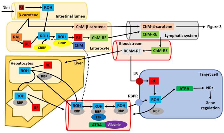 https://cdn.ncbi.nlm.nih.gov/pmc/blobs/7182/8157347/eb16f8c6969e/nutrients-13-01703-g002.jpg