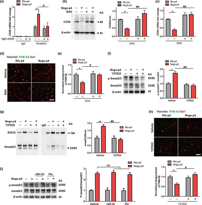https://cdn.ncbi.nlm.nih.gov/pmc/blobs/7185/8672787/20a59a2ce246/ACEL-20-e13515-g006.jpg