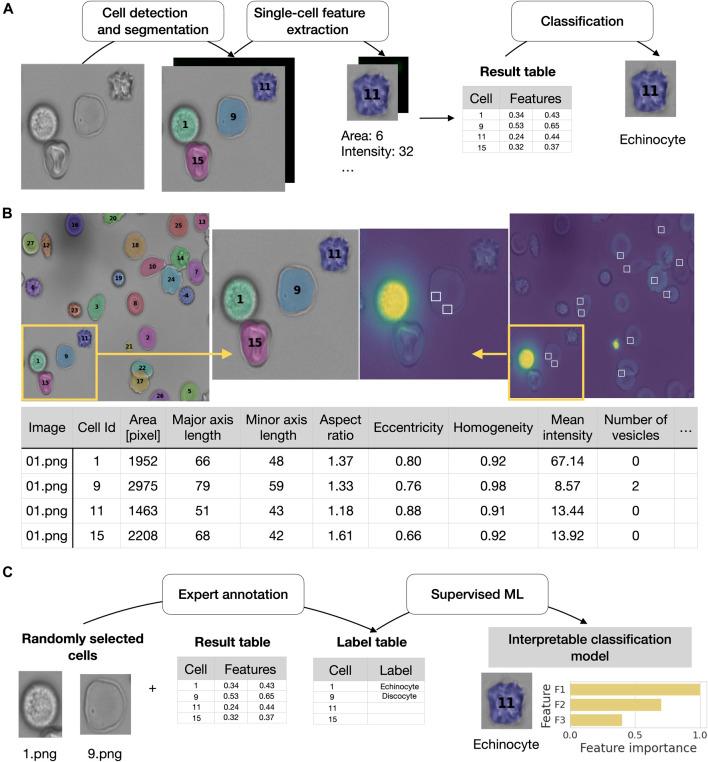 https://cdn.ncbi.nlm.nih.gov/pmc/blobs/7186/10250619/e90b7c62a4a8/fphys-14-1058720-g001.jpg