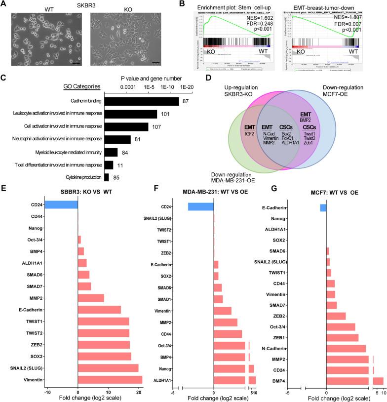 https://cdn.ncbi.nlm.nih.gov/pmc/blobs/7189/10548745/56f52d3bf2cc/13058_2023_1721_Fig3_HTML.jpg
