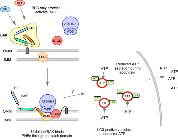 https://cdn.ncbi.nlm.nih.gov/pmc/blobs/718b/11986000/0c371c19c0df/41467_2025_58619_Fig8_HTML.jpg