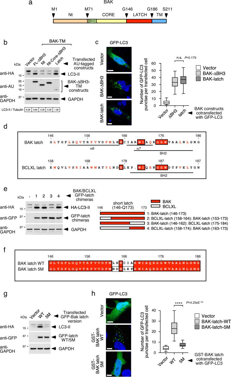 https://cdn.ncbi.nlm.nih.gov/pmc/blobs/718b/11986000/91f2fb55aea3/41467_2025_58619_Fig5_HTML.jpg