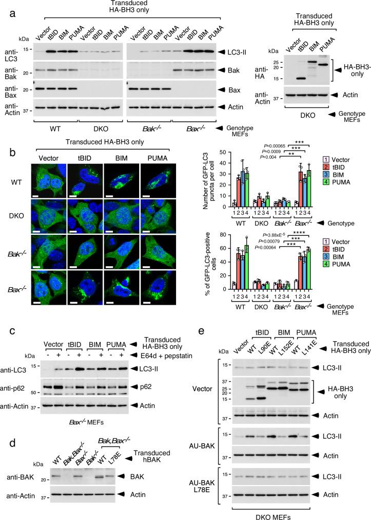 https://cdn.ncbi.nlm.nih.gov/pmc/blobs/718b/11986000/be5732a16491/41467_2025_58619_Fig1_HTML.jpg