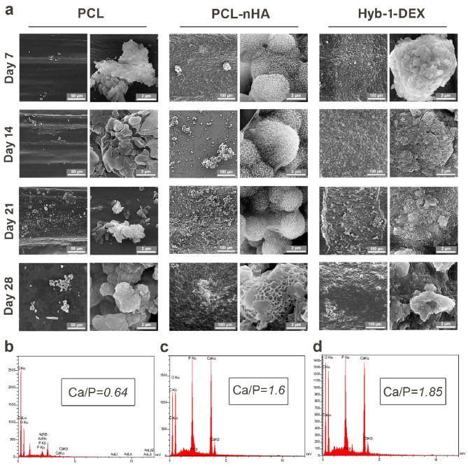 https://cdn.ncbi.nlm.nih.gov/pmc/blobs/718c/12093820/f456a4607a3d/13036_2025_514_Fig4_HTML.jpg