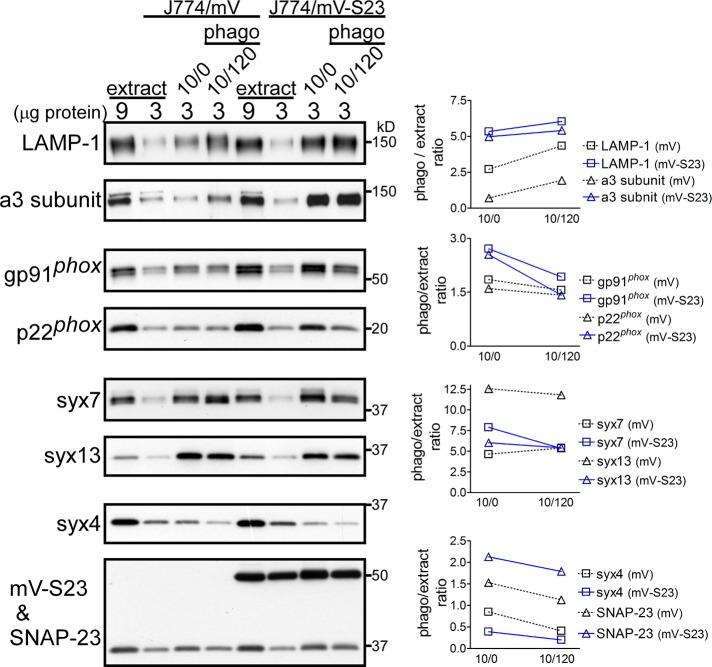 https://cdn.ncbi.nlm.nih.gov/pmc/blobs/718f/3521691/1603cfeb008b/4849fig3.jpg