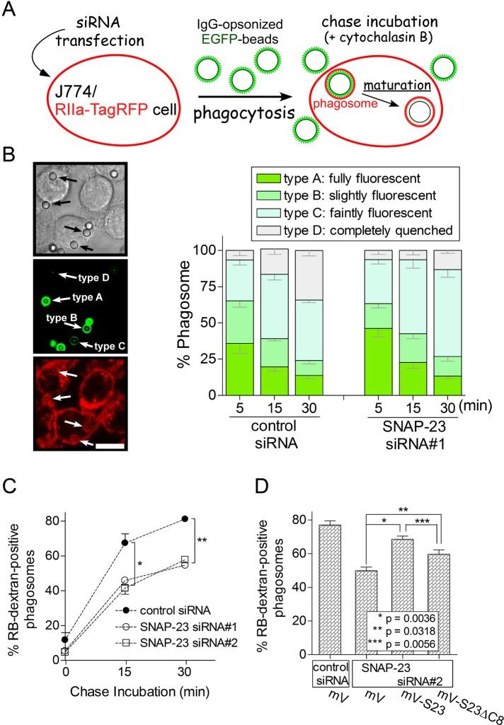 https://cdn.ncbi.nlm.nih.gov/pmc/blobs/718f/3521691/54f35c61d5f5/4849fig6.jpg