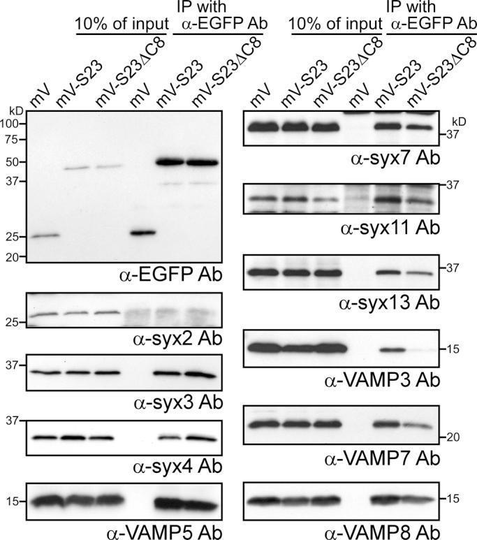 https://cdn.ncbi.nlm.nih.gov/pmc/blobs/718f/3521691/796989434f47/4849fig4.jpg