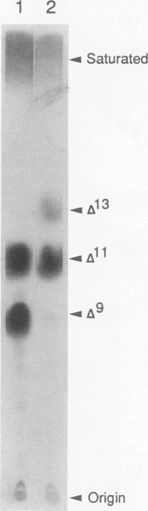 https://cdn.ncbi.nlm.nih.gov/pmc/blobs/7192/205434/4724ec978916/jbacter00028-0056-a.jpg
