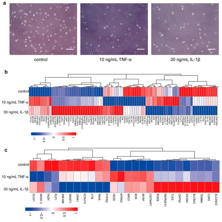 https://cdn.ncbi.nlm.nih.gov/pmc/blobs/7193/12109179/597ec0eea1f2/bioengineering-12-00457-g004.jpg