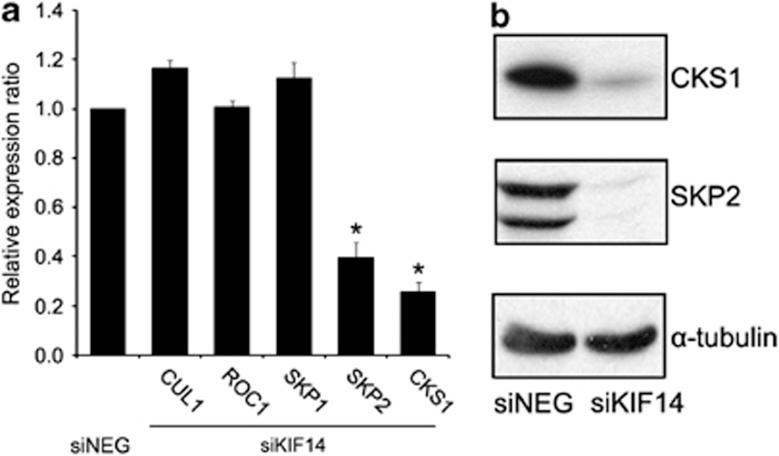 https://cdn.ncbi.nlm.nih.gov/pmc/blobs/7199/4044675/8ab03450a5a5/emm201423f5.jpg