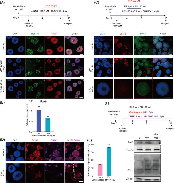 https://cdn.ncbi.nlm.nih.gov/pmc/blobs/719e/11693559/330a965cdeda/CPR-58-e13737-g002.jpg