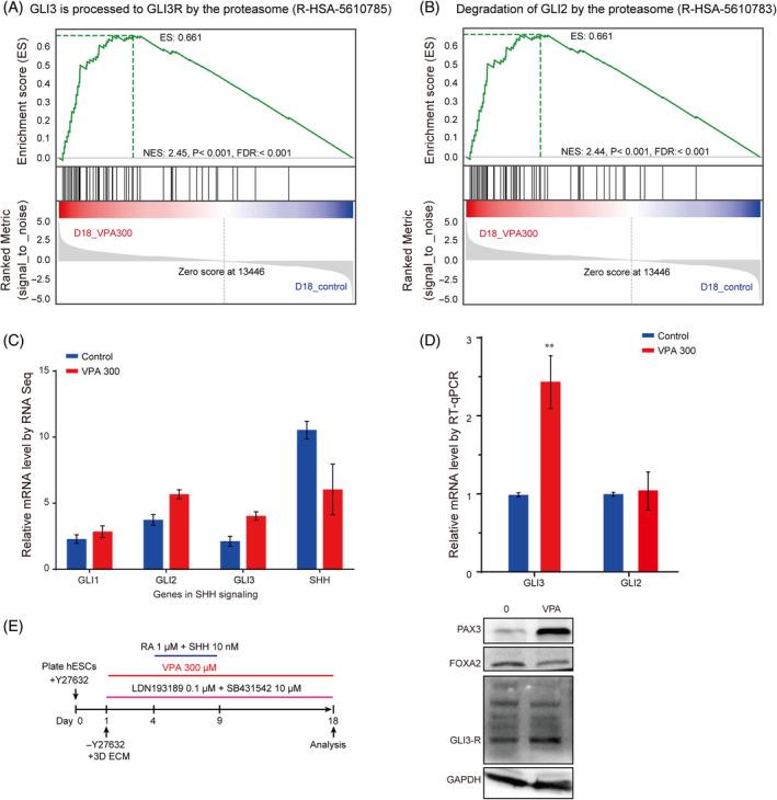 https://cdn.ncbi.nlm.nih.gov/pmc/blobs/719e/11693559/ede265560708/CPR-58-e13737-g005.jpg