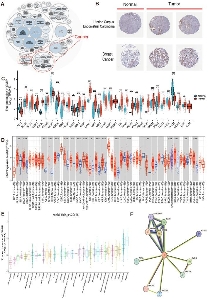 https://cdn.ncbi.nlm.nih.gov/pmc/blobs/71a0/12021672/8adc07d6f591/JCMM-29-e70476-g005.jpg