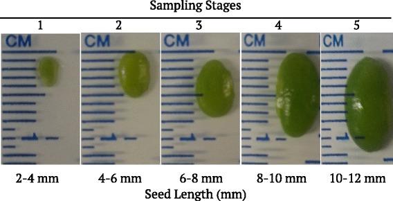 https://cdn.ncbi.nlm.nih.gov/pmc/blobs/71a1/4683714/2f06bed3699d/12864_2015_2283_Fig1_HTML.jpg