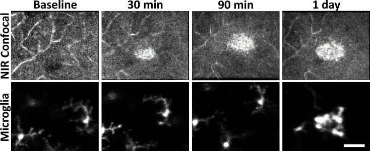 https://cdn.ncbi.nlm.nih.gov/pmc/blobs/71a2/12283074/1ac4ca3908e0/elife-98662-fig6-figsupp1.jpg
